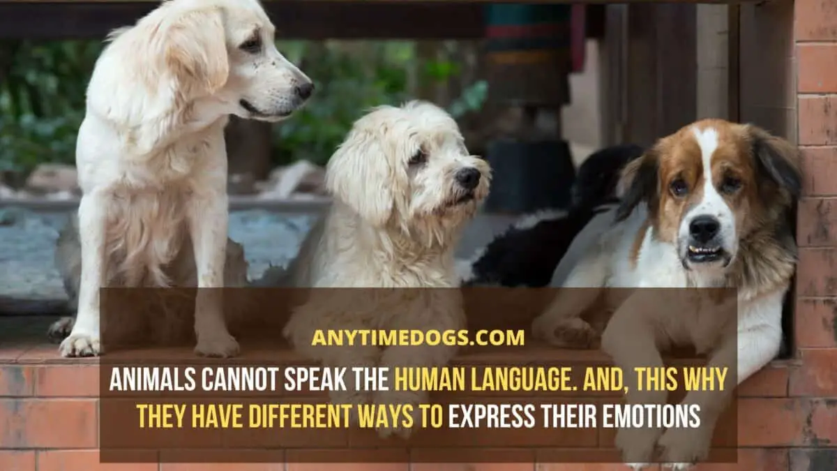Dogs cannot speak the human language. And, this why they have different ways to express their emotions