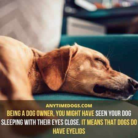 Dogs do have eyelids