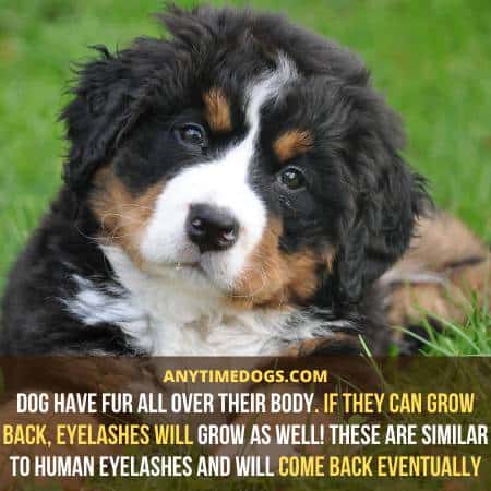 Dogs have fur all over their body. If they can grow back, eyelashes will grow as well