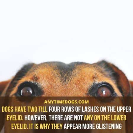 Dogs have two to four rows of lashes on the upper eyelid