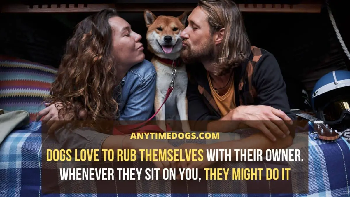 Dogs love to rub themselves with their owner