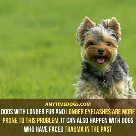 Dogs with longer fur and longer eyelashes are more prone to this problem