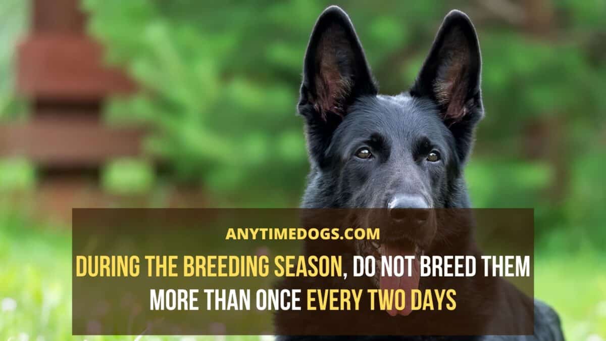 During the breeding season, do not breed the dogs more than once every two days