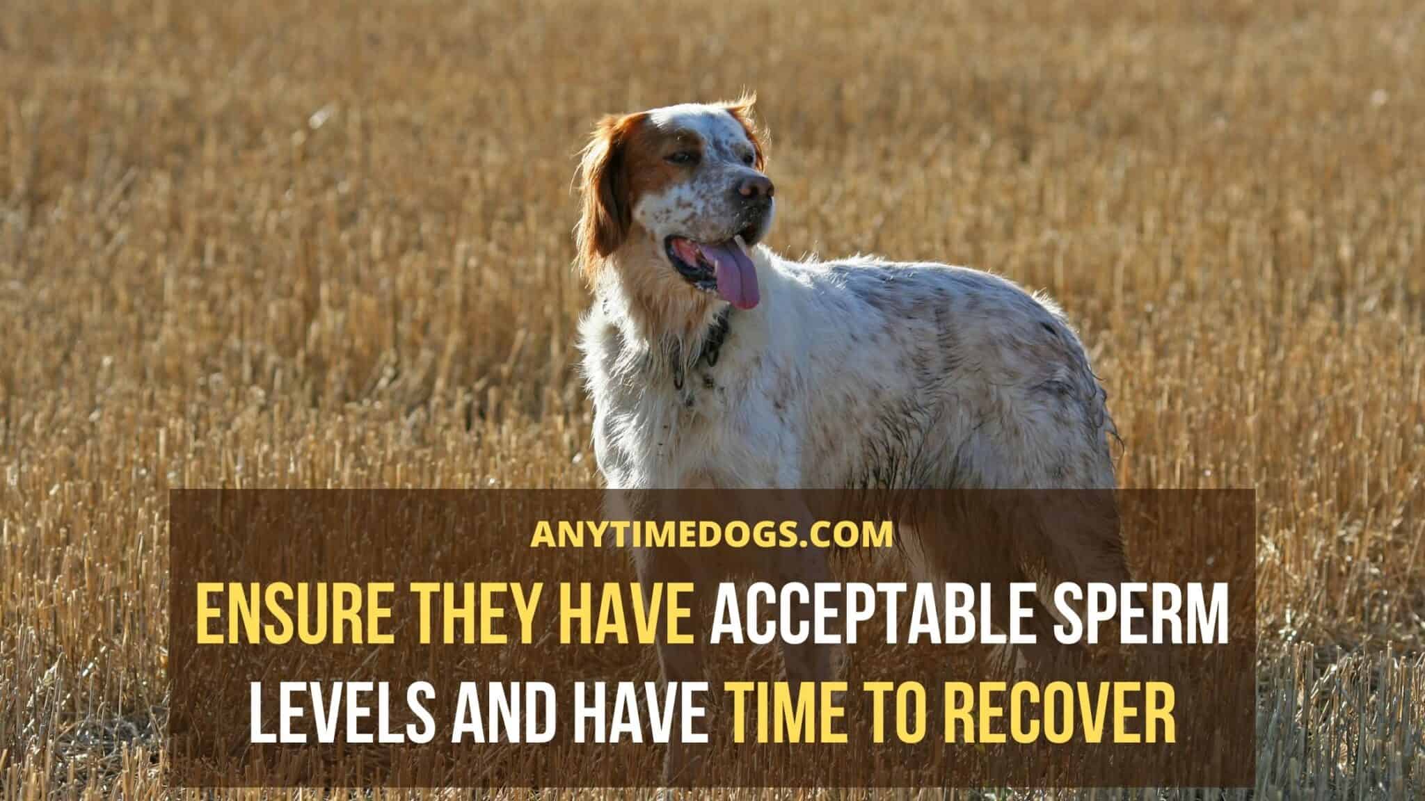 How Many Times Can A Male Dog Mate In A Day? AnyTimeDogs