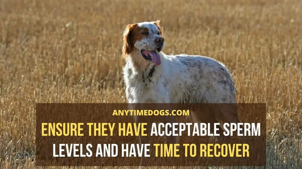 Ensure male dogs have acceptable sperm levels and have time to recover