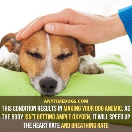Garlic poisoning results in making your dog anemic