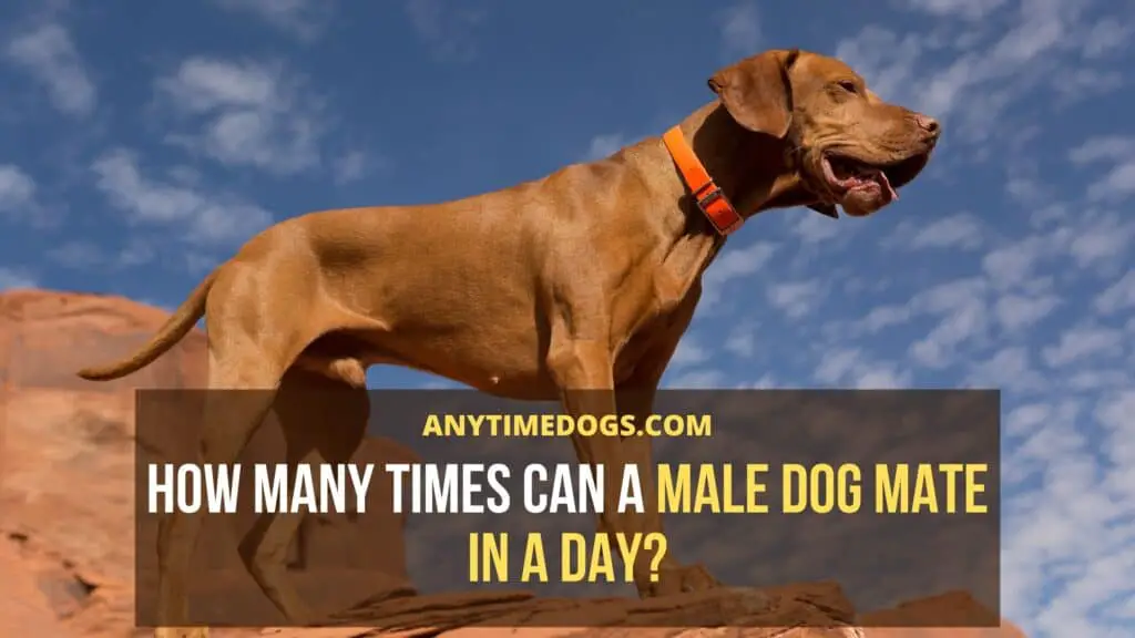 How Many Times Can A Male Dog Mate In A Day