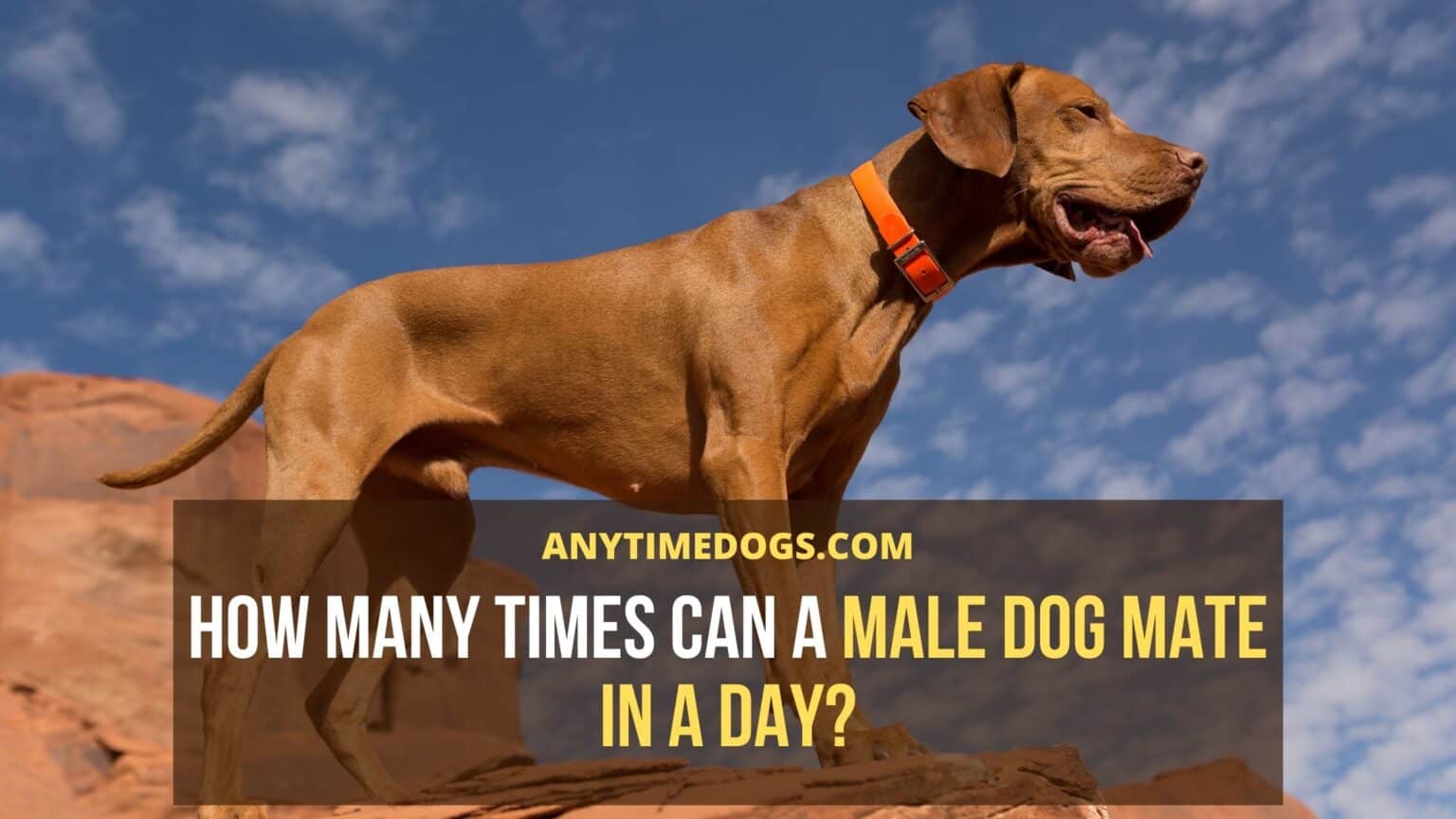 How Many Times Can A Male Dog Mate In A Day? AnyTimeDogs