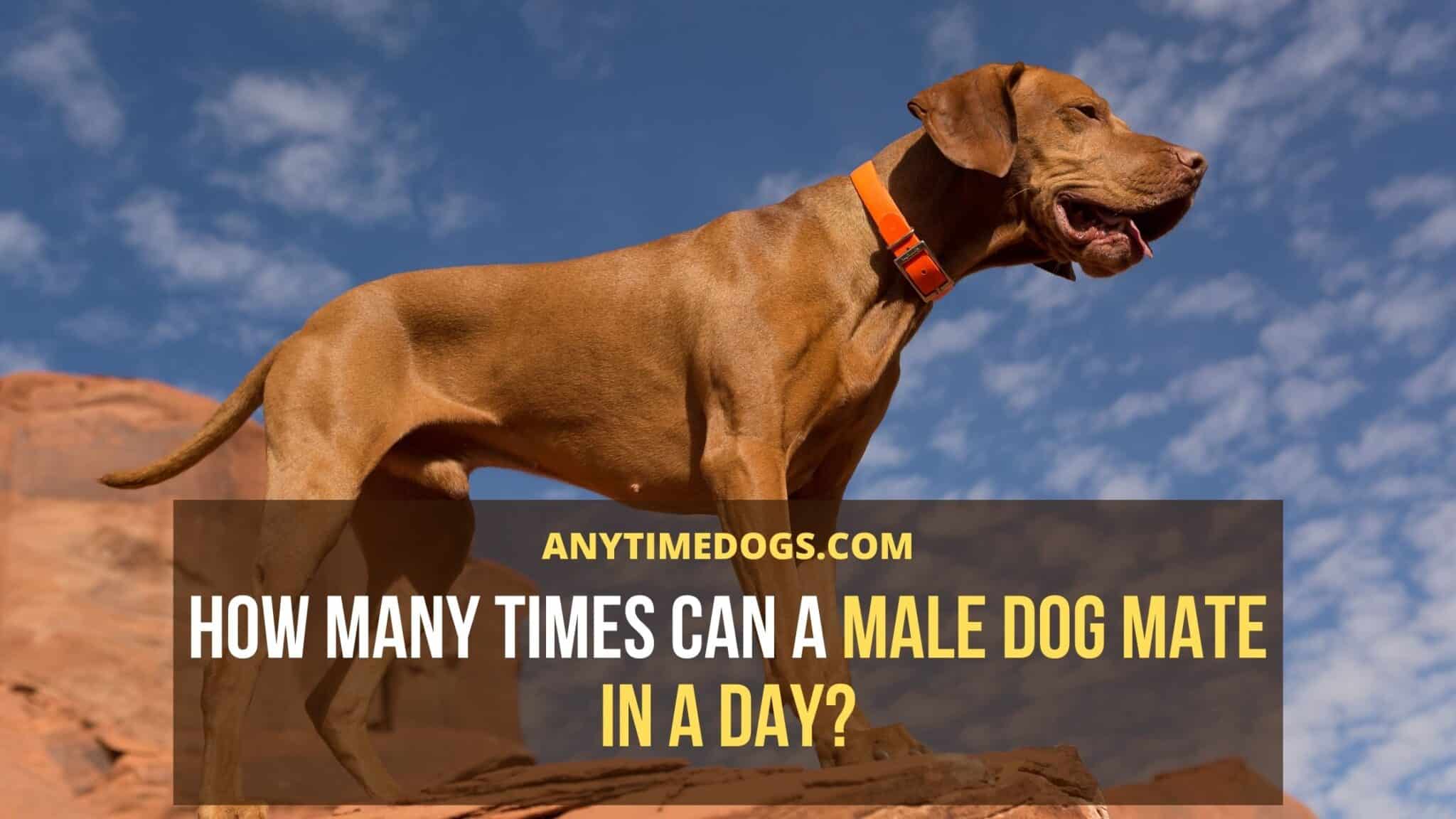how-many-times-can-a-male-dog-mate-in-a-day-anytimedogs