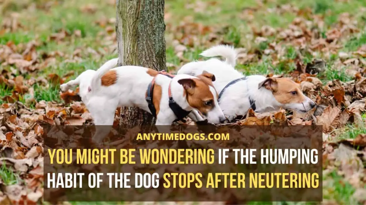 Humping habit of the dog stops after neutering depends on the nature of dog: How Many Times Can A Male Dog Mate In A Day
