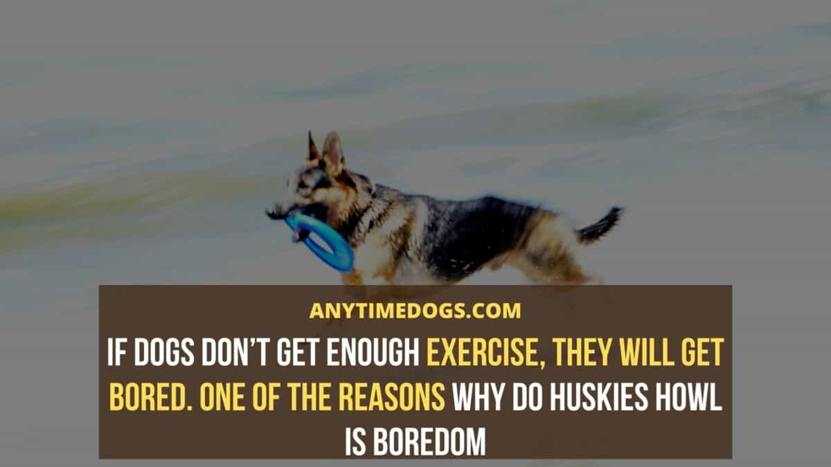 If dogs don’t get enough exercise, they will get bored: How Many Times Can A Male Dog Mate In A Day