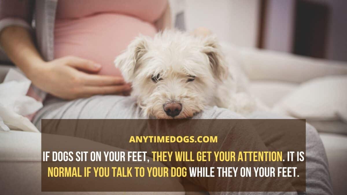 If dogs sit on your feet, they will get your attention