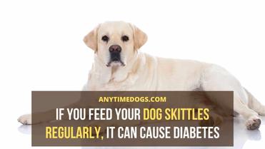 what happens if my dog ate skittles