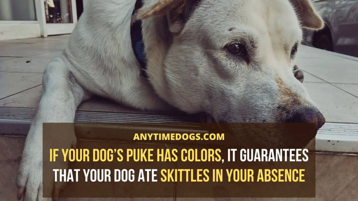 Can Dogs Eat Skittles: If your dog’s puke has colors, it guarantees that your dog ate skittles in your absence