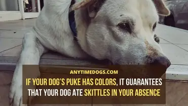 Can Dogs Eat Skittles Is It Safe For Them Anytimedogs