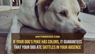 are skittles bad for my dog