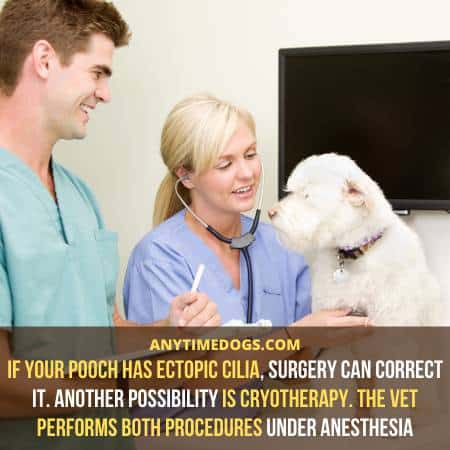 If your pooch has Ectopic Cilia, surgery can correct it