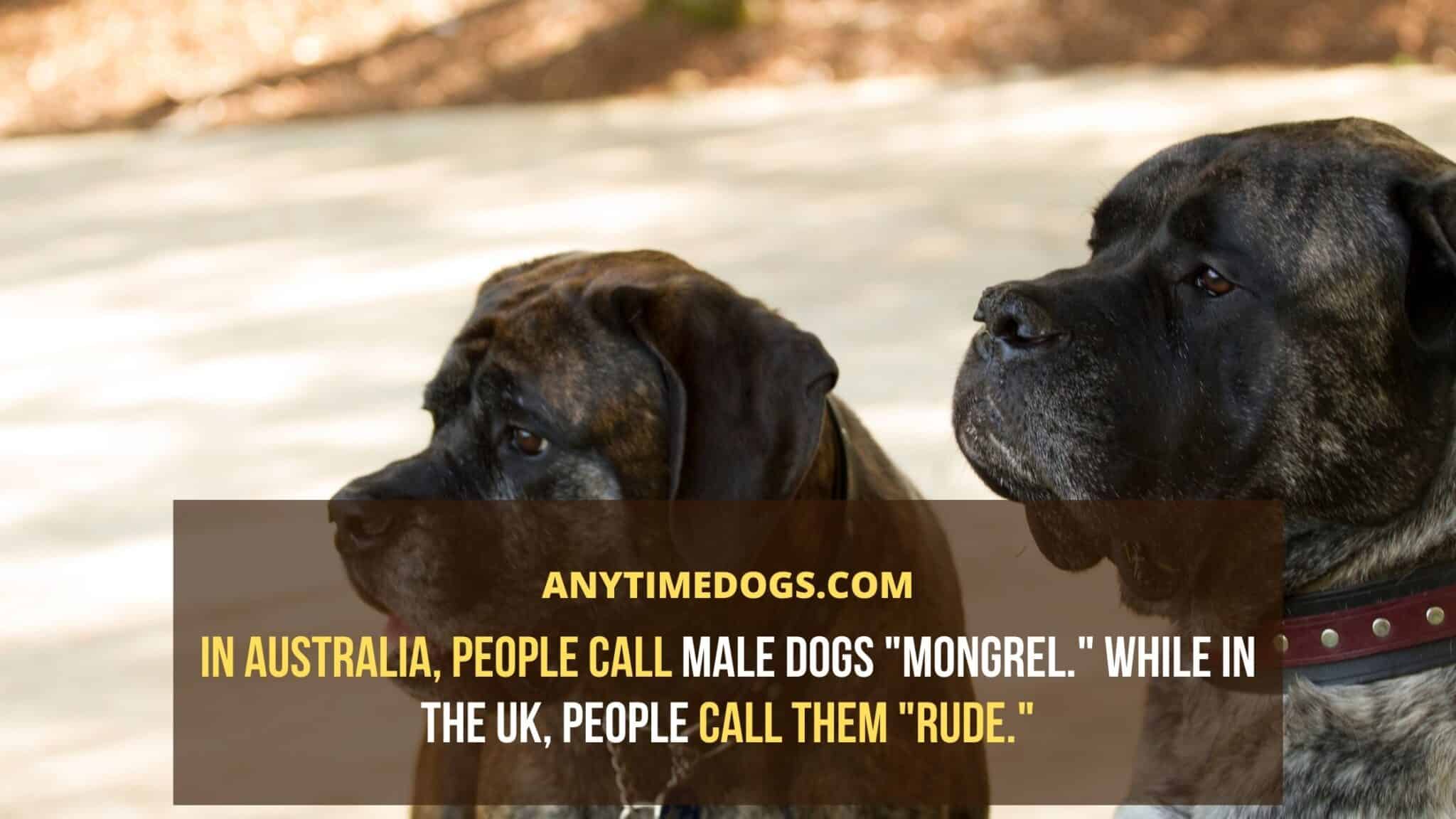 What Is A Male Dog Called? Do They Have A Name? - AnyTimeDogs