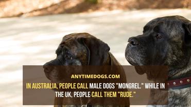 what is a male dog called in english