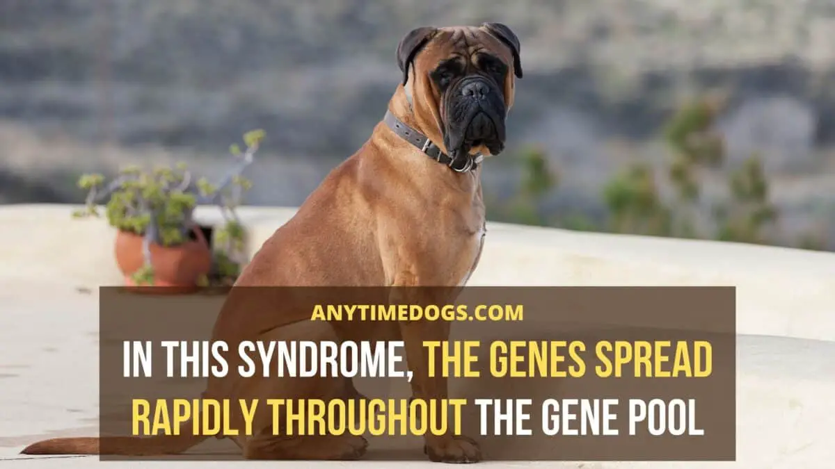In popular sire syndrome, the genes spread rapidly throughout the gene pool