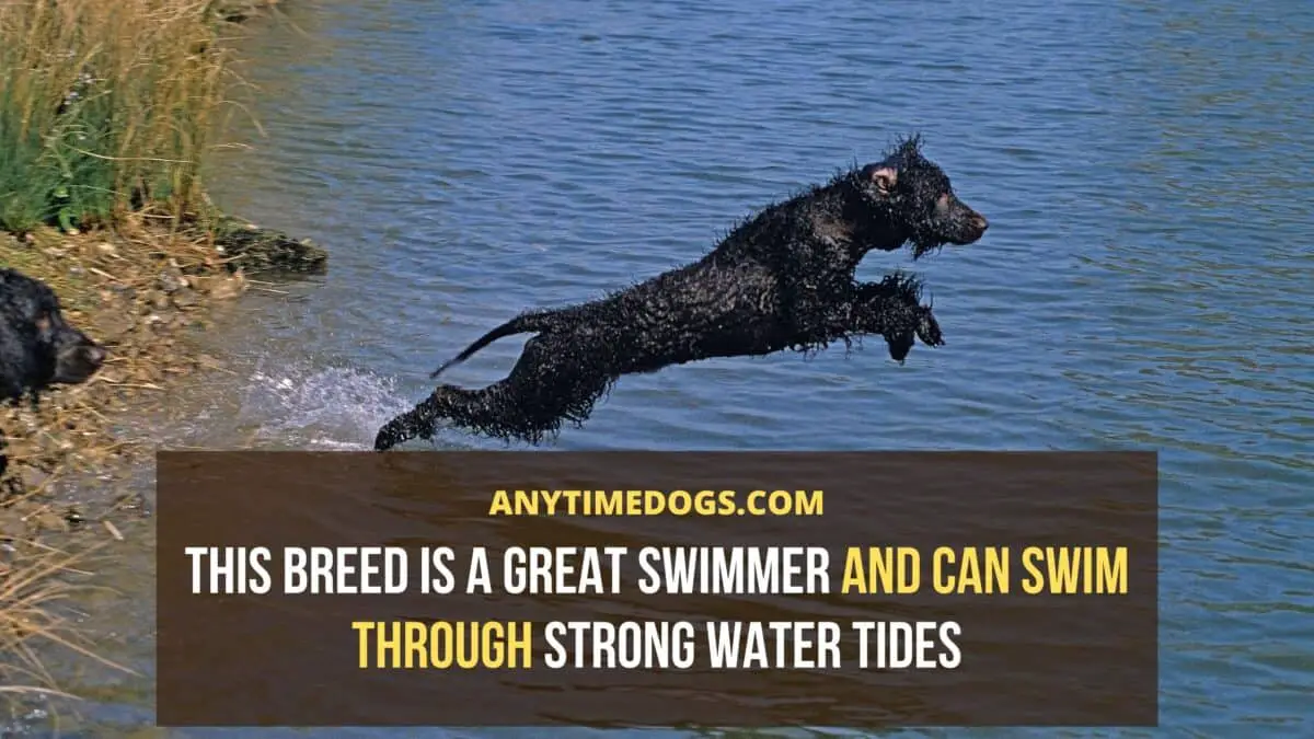 Irish Water Spaniel is a great swimmer