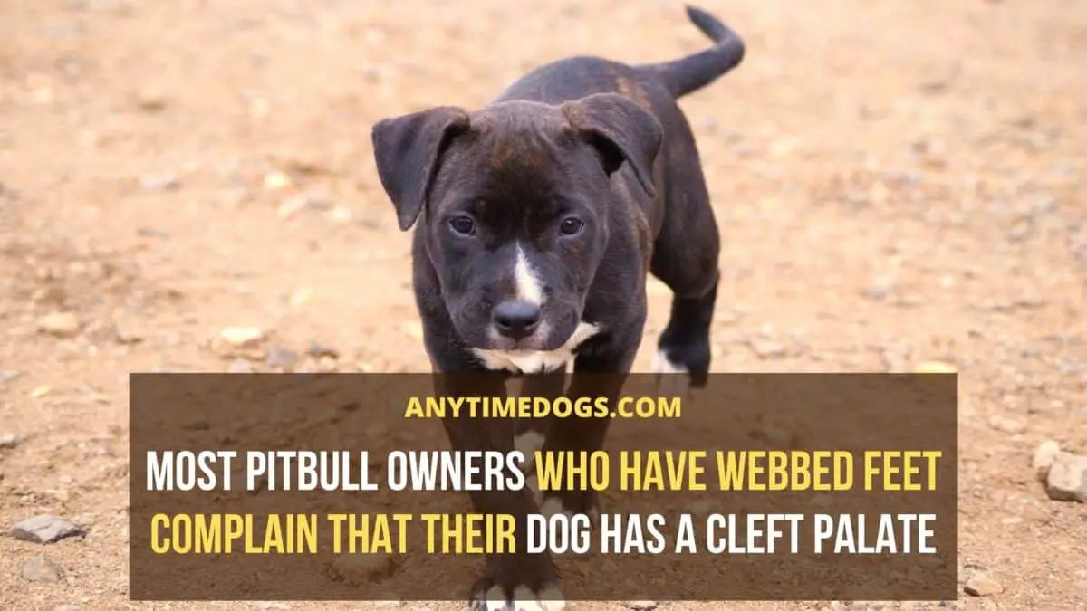  Most pitbull owners who have webbed feet complain that their dog has a cleft palate