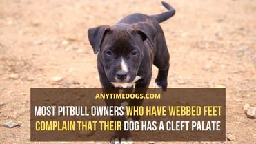 what dog breeds dont have webbed feet