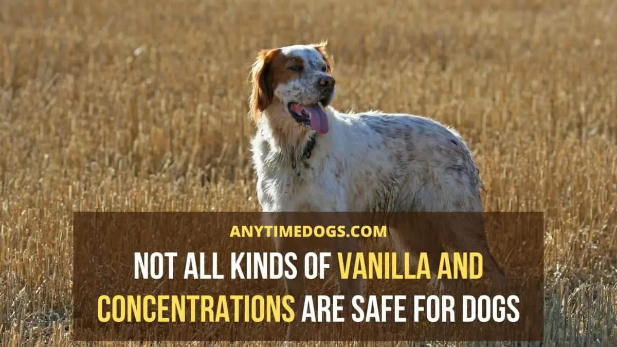 Not all kinds of vanilla and concentrations are safe for dogs