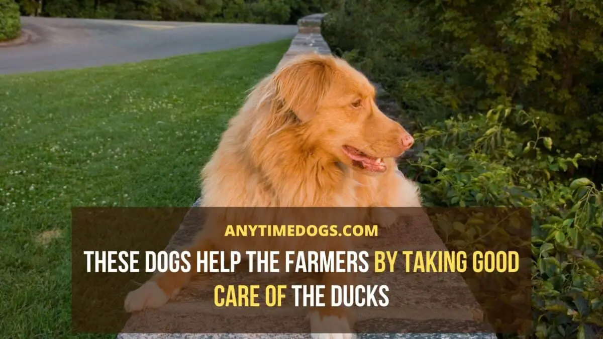 Nova Scotia Duck Tolling Retriever help the farmers by taking good care of the ducks