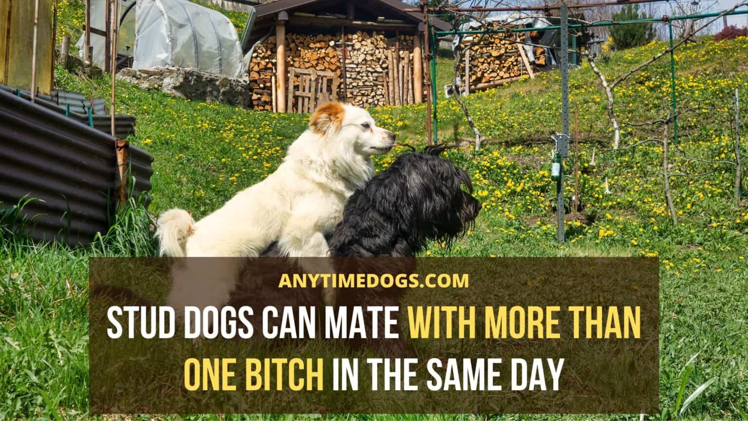How Many Times Can A Male Dog Mate In A Day? AnyTimeDogs