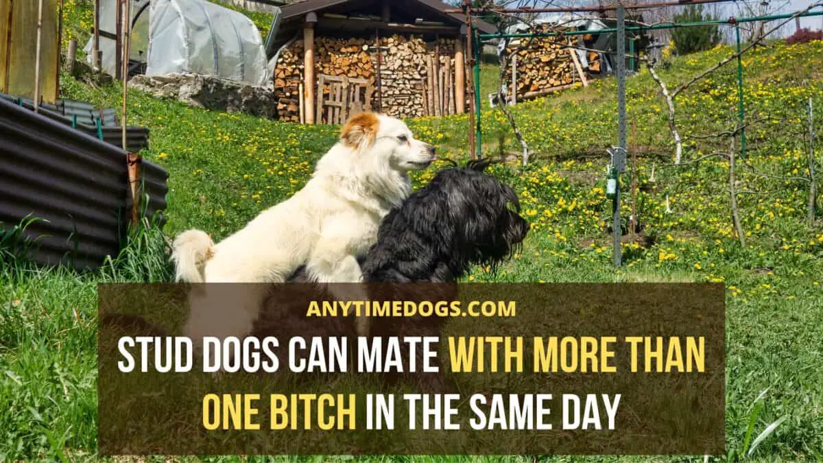 Stud dogs can mate with more than one bitch in the same day
