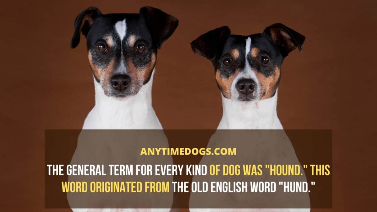The general term for your canine friend was hound.