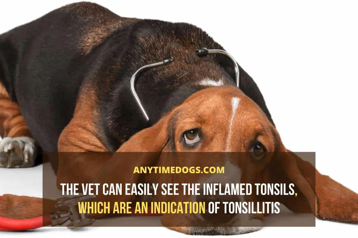 The vet can easily see the inflamed tonsils, which are an indication of Tonsillitis