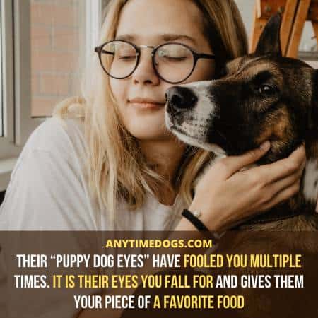 Their “puppy dog eyes” have fooled you multiple times. It is their eyes you fall for and give them your piece of a favorite food