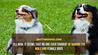 what is a male dog called in english