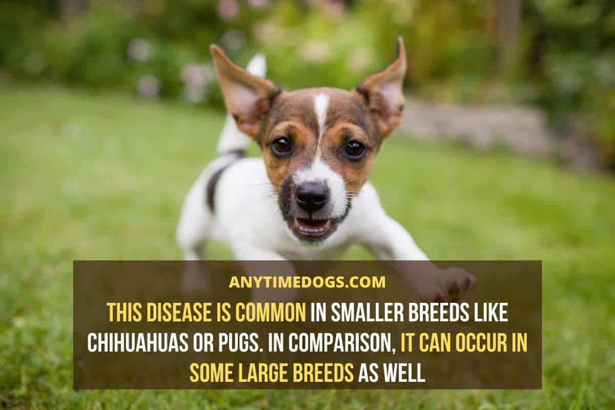 Tonsillitis is common in smaller breeds like Chihuahuas or pugs