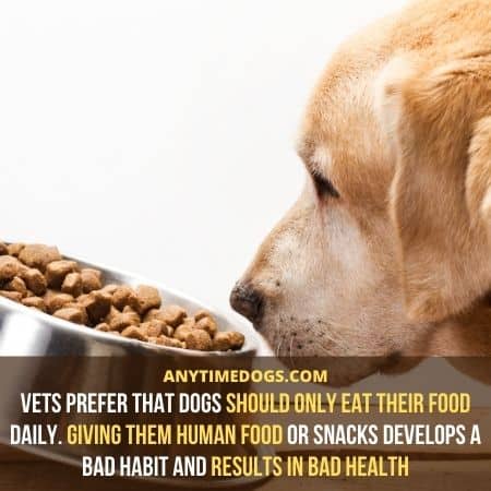 Vets prefer that dogs should only eat their food daily
