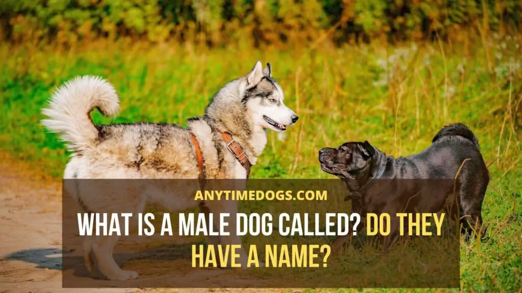 What Is A Male Dog Called