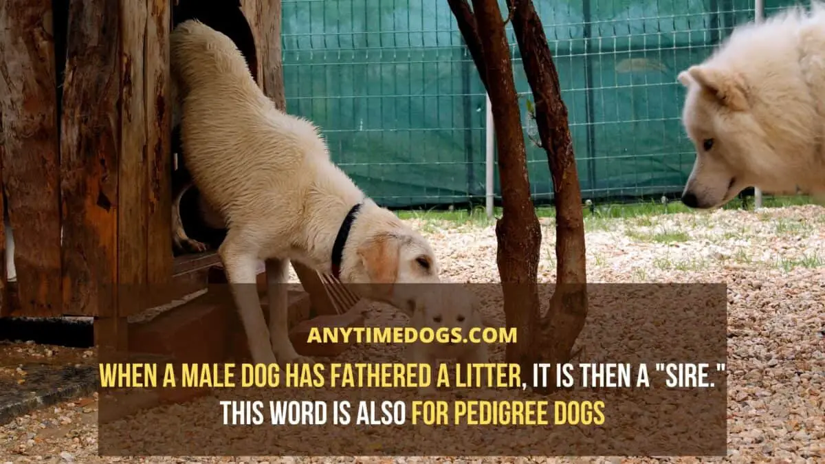 When a male dog has fathered a litter, it is then a sire.