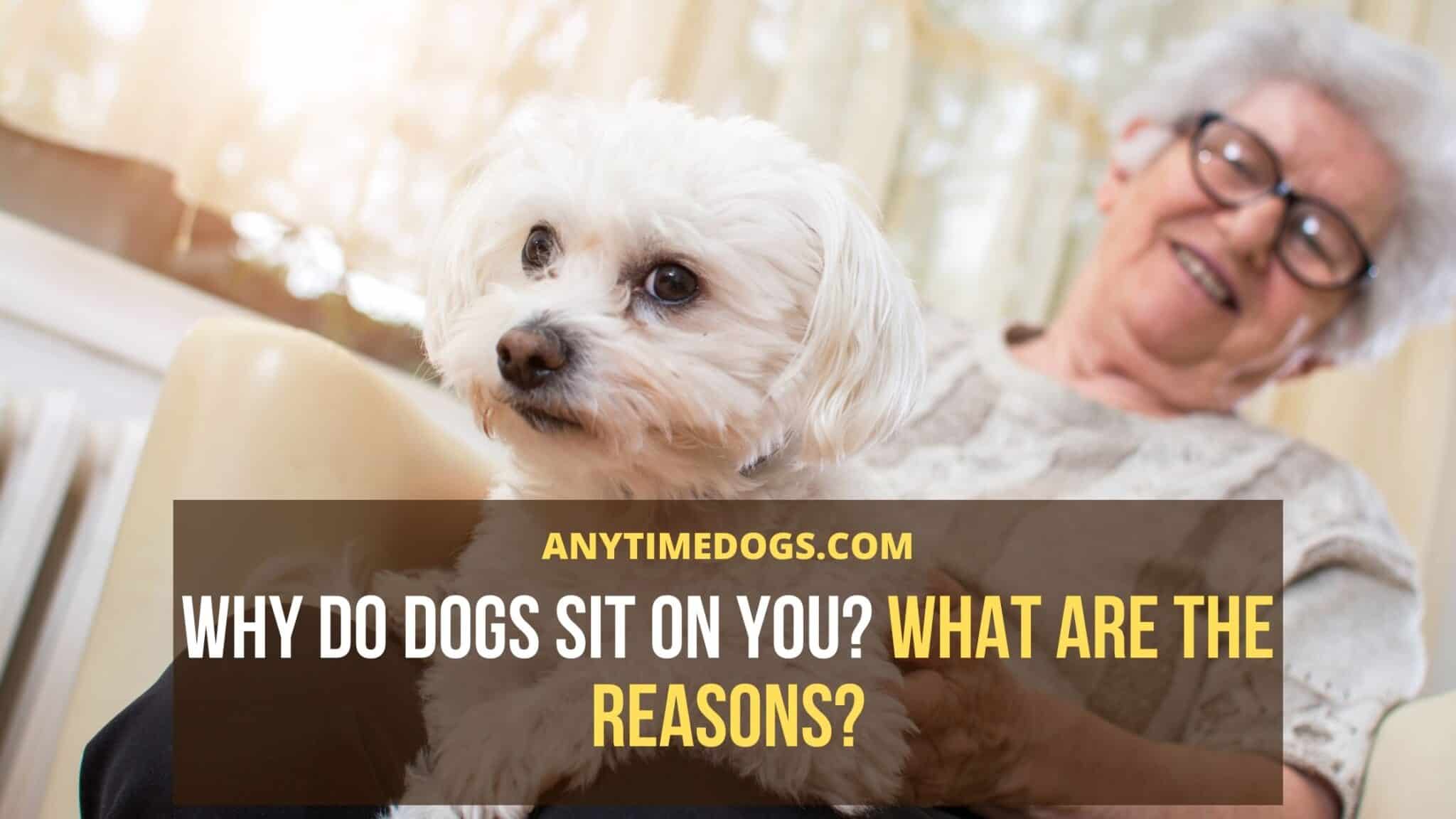 Why Do Dogs Sit On You? What Are The Reasons? AnyTimeDogs