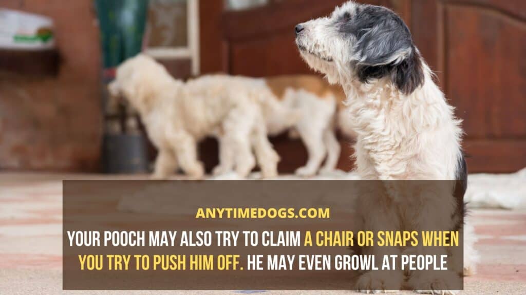 Why Do Dogs Sit On You? What Are The Reasons? AnyTimeDogs