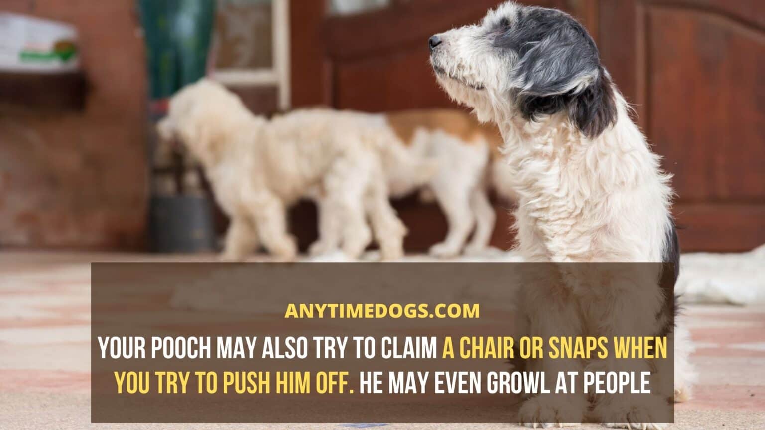 Why Do Dogs Sit On You? What Are The Reasons? AnyTimeDogs