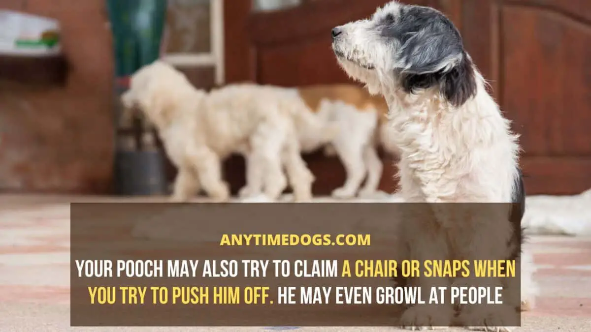 Your dog may also try to claim a chair or snaps when you try to push him off. He may even growl at people