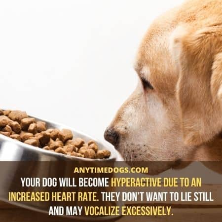 Your dog will become hyperactive due to an increased heart rate
