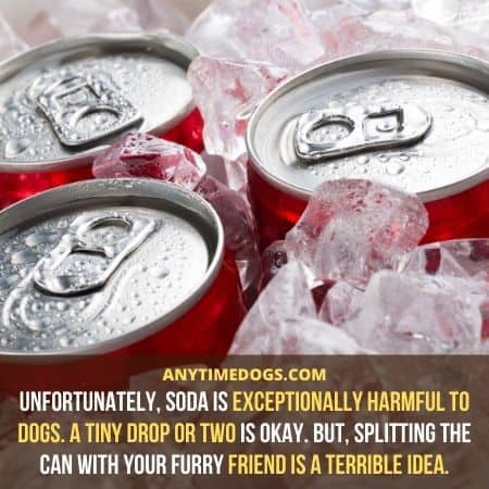 soda is exceptionally harmful to dogs