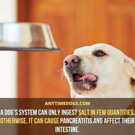 A dog’s system can only ingest salt in few quantities