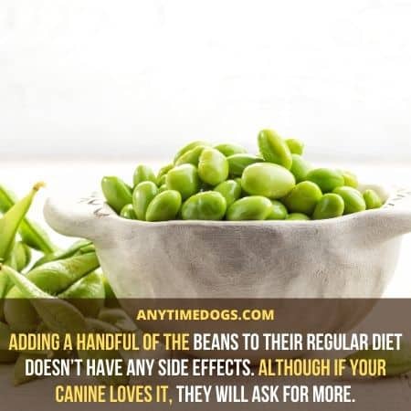Adding a handful of the beans to dogs regular diet doesn’t have any side effects
