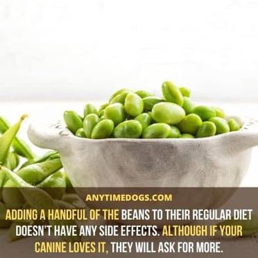 are edamame pods safe for dogs