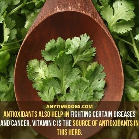 Can Dogs Eat Cilantro: Antioxidants also help in fighting certain diseases and cancer