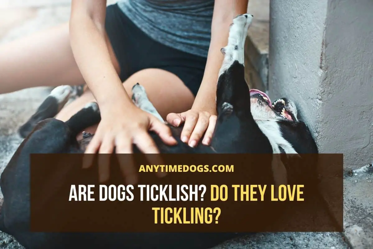 can dogs be ticklish